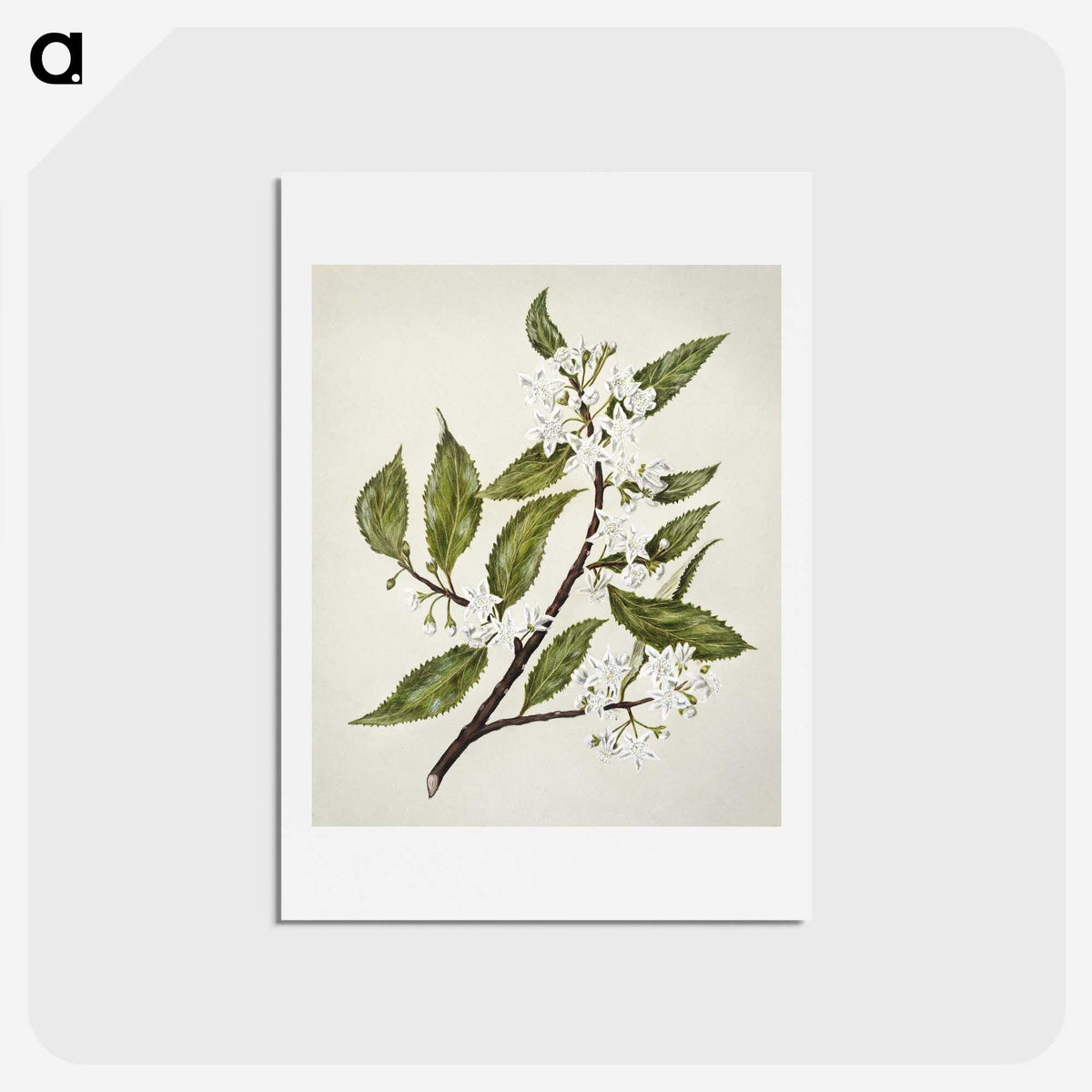 1-69_Native-Flowering-Plants-of-New-Zealand_hagaki