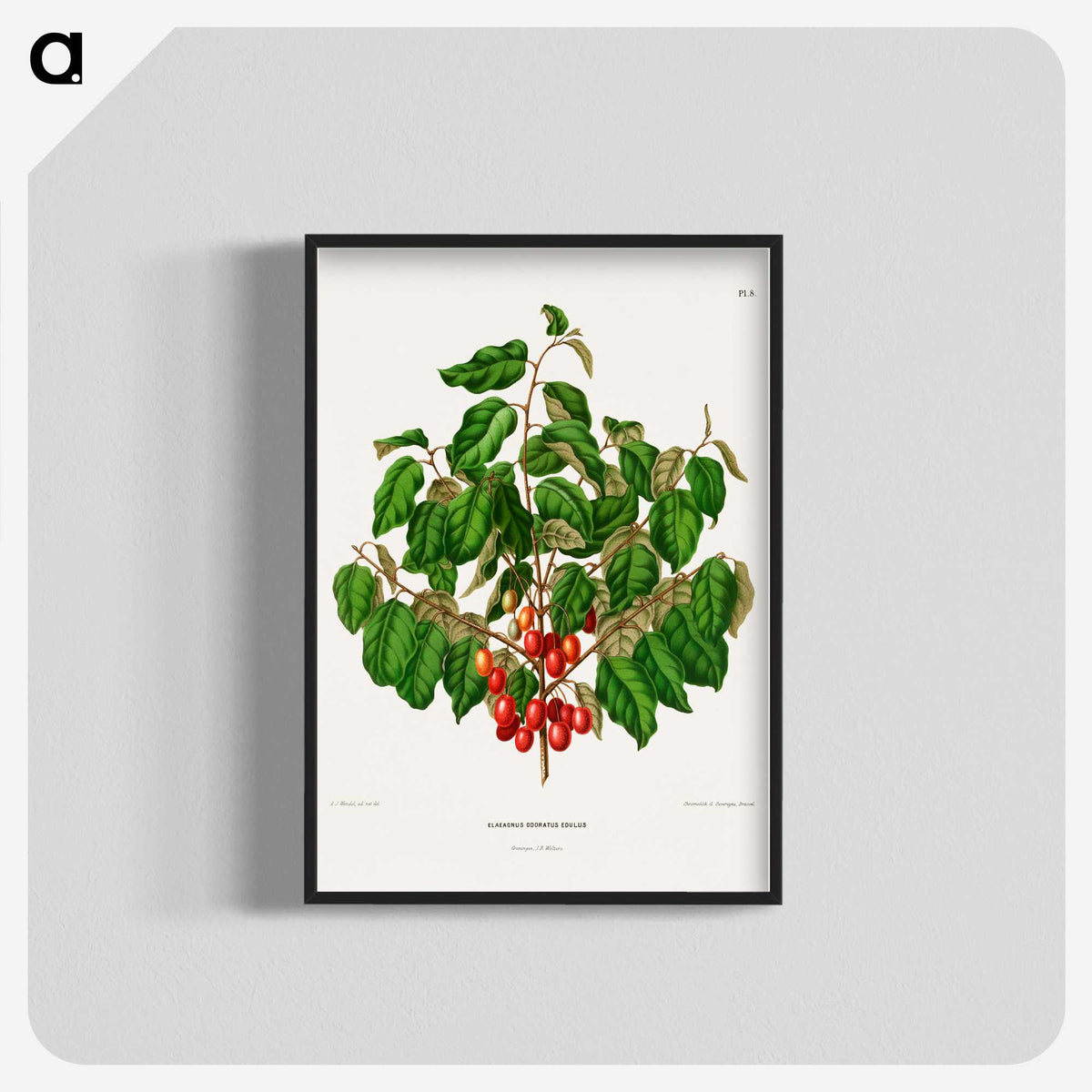 1-69_Nederlandsche-Flora-en-Pomona_blk-crop