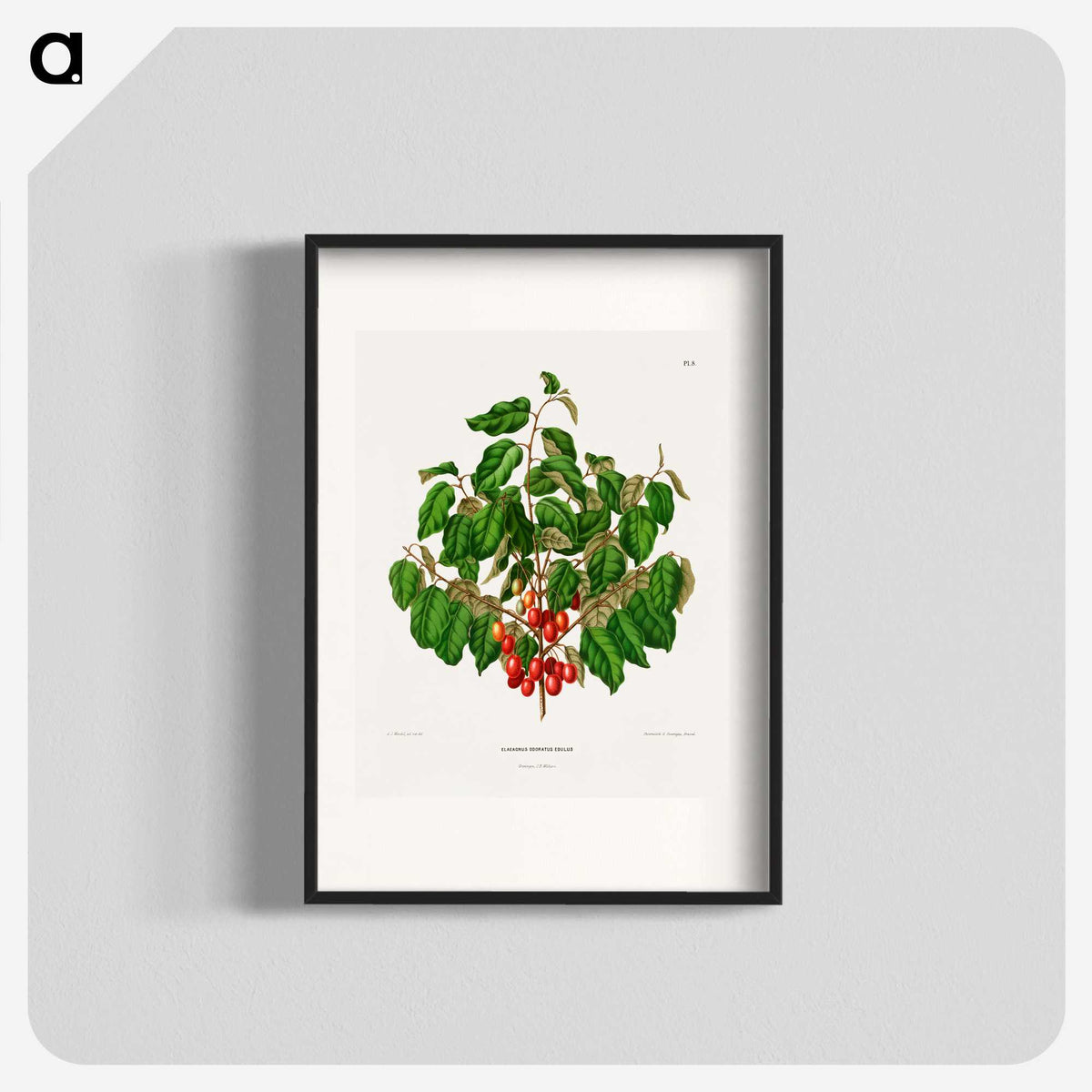 1-69_Nederlandsche-Flora-en-Pomona_blk