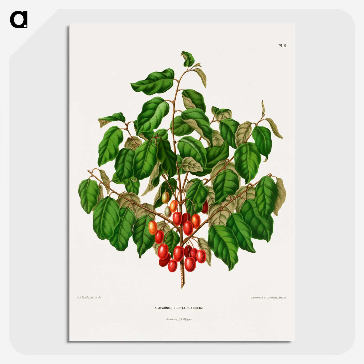 1-69_Nederlandsche-Flora-en-Pomona_picture-crop