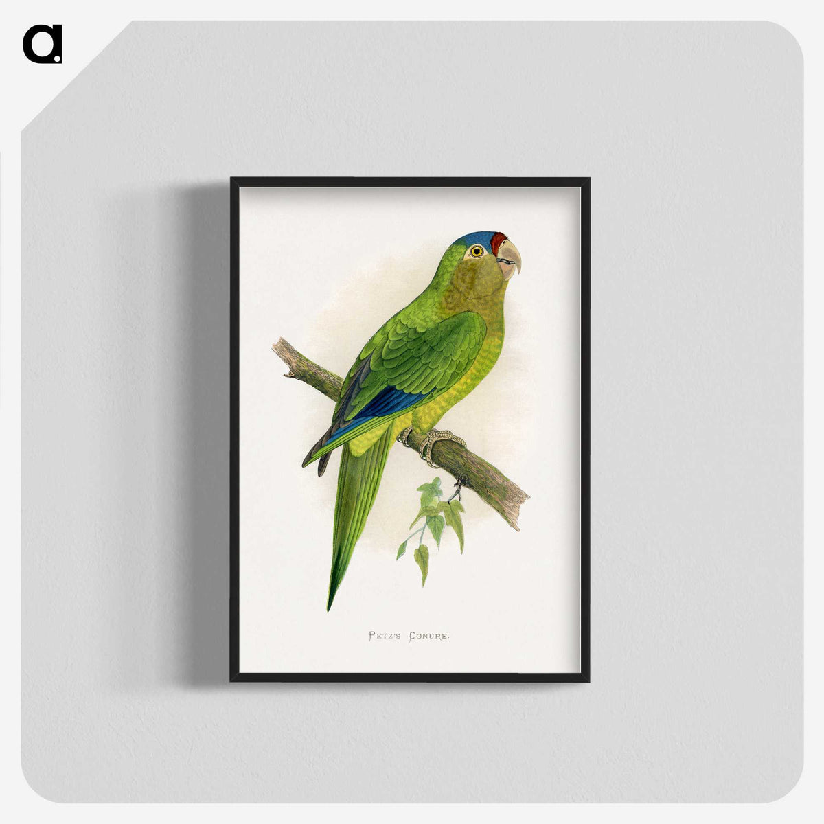 1-69_Parrots-in-Captivity_blk-crop