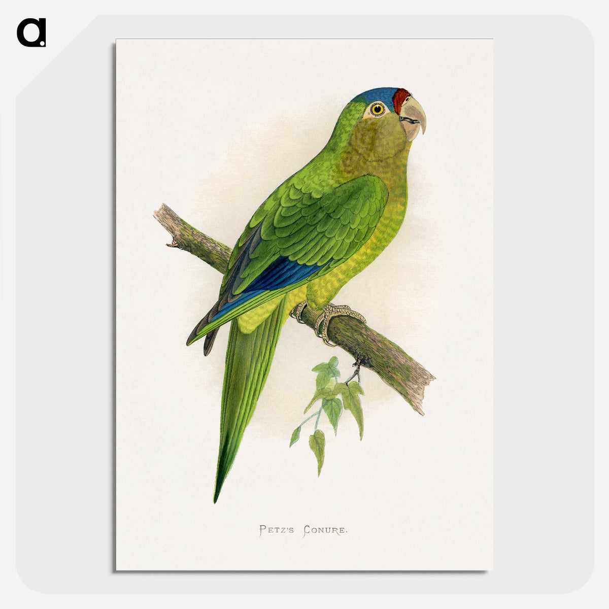 1-69_Parrots-in-Captivity_picture-crop