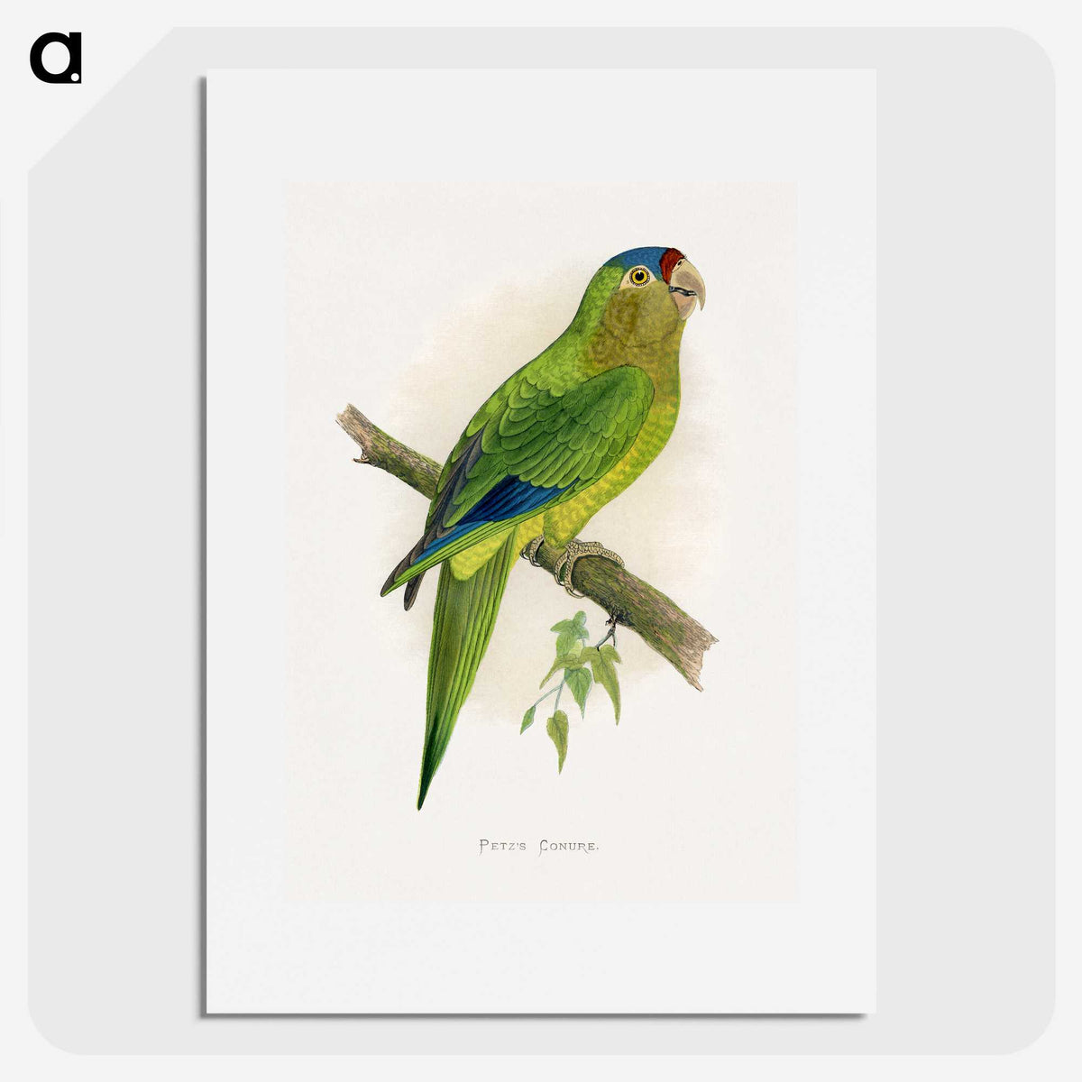 1-69_Parrots-in-Captivity_picture