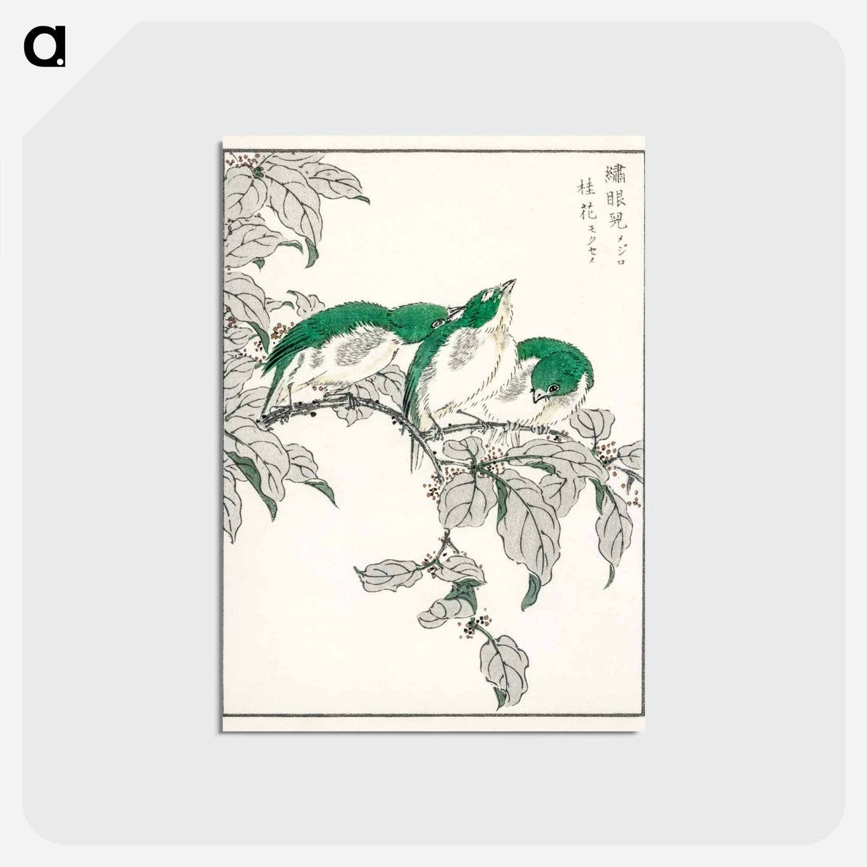 アートポストカード-Japanese White-eye and Osmanthus Fragrans
- 鳥類図鑑 Postcard.