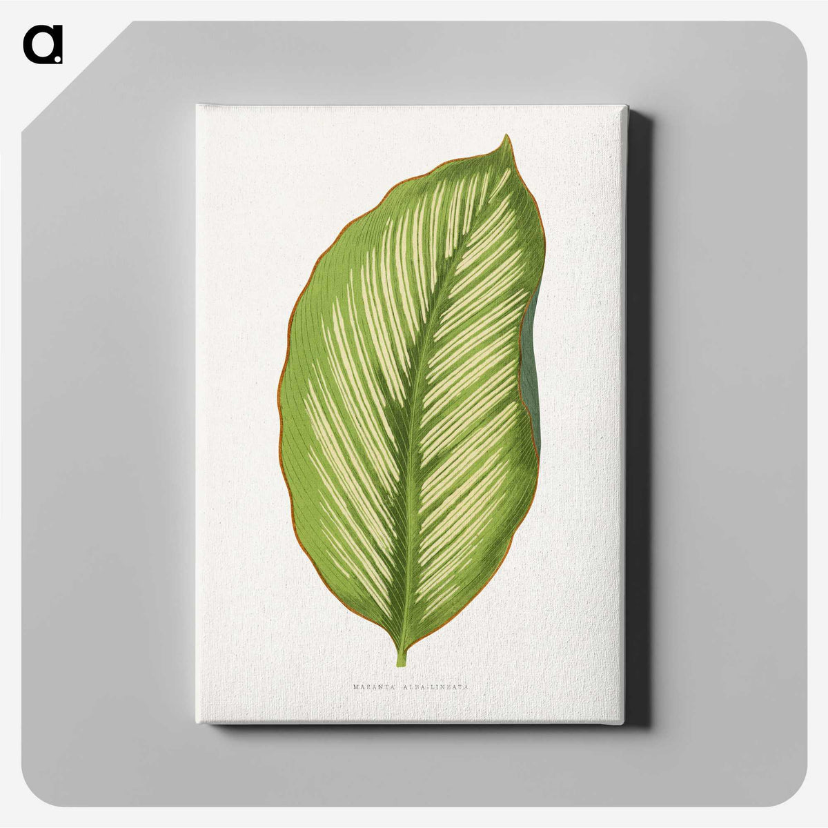 1-69_Plants-with-Colored-Foliage_canvas