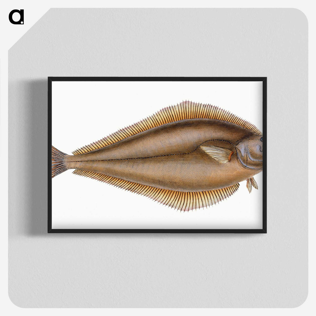 1-69_The-Natural-History-of-British-Fishes_blk-crop