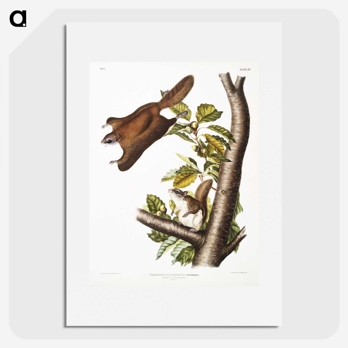 1-69_The-Viviparous-Quadrupeds_picture