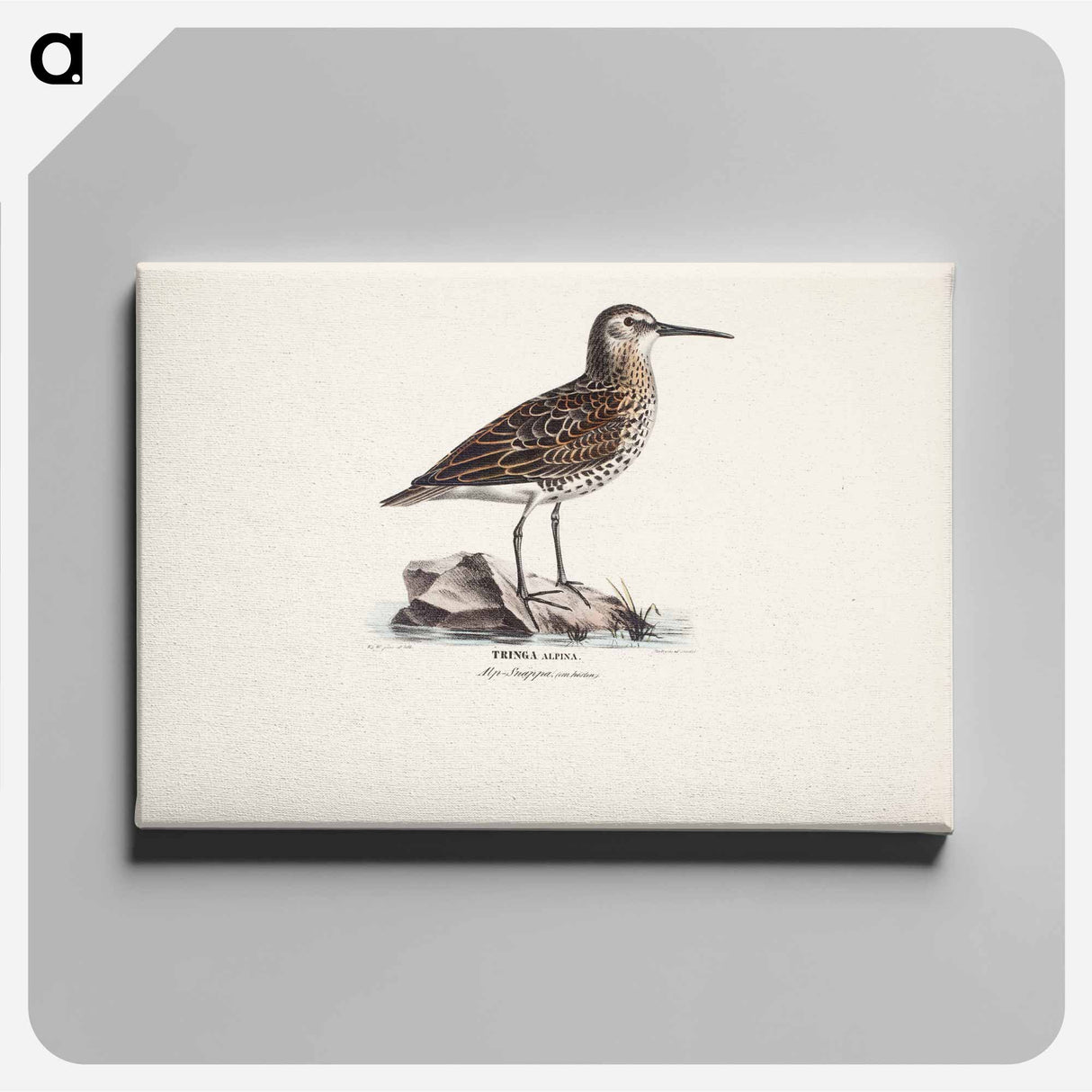 Dunlin in autumn - Wilhelm von Wright Canvas.