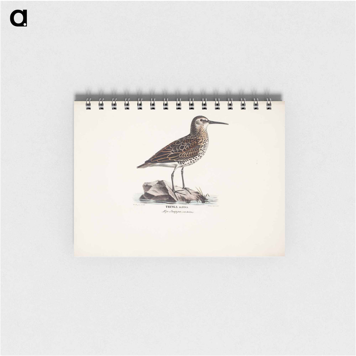 Dunlin in autumn - ヴィルヘルム フォン ライト Memo.