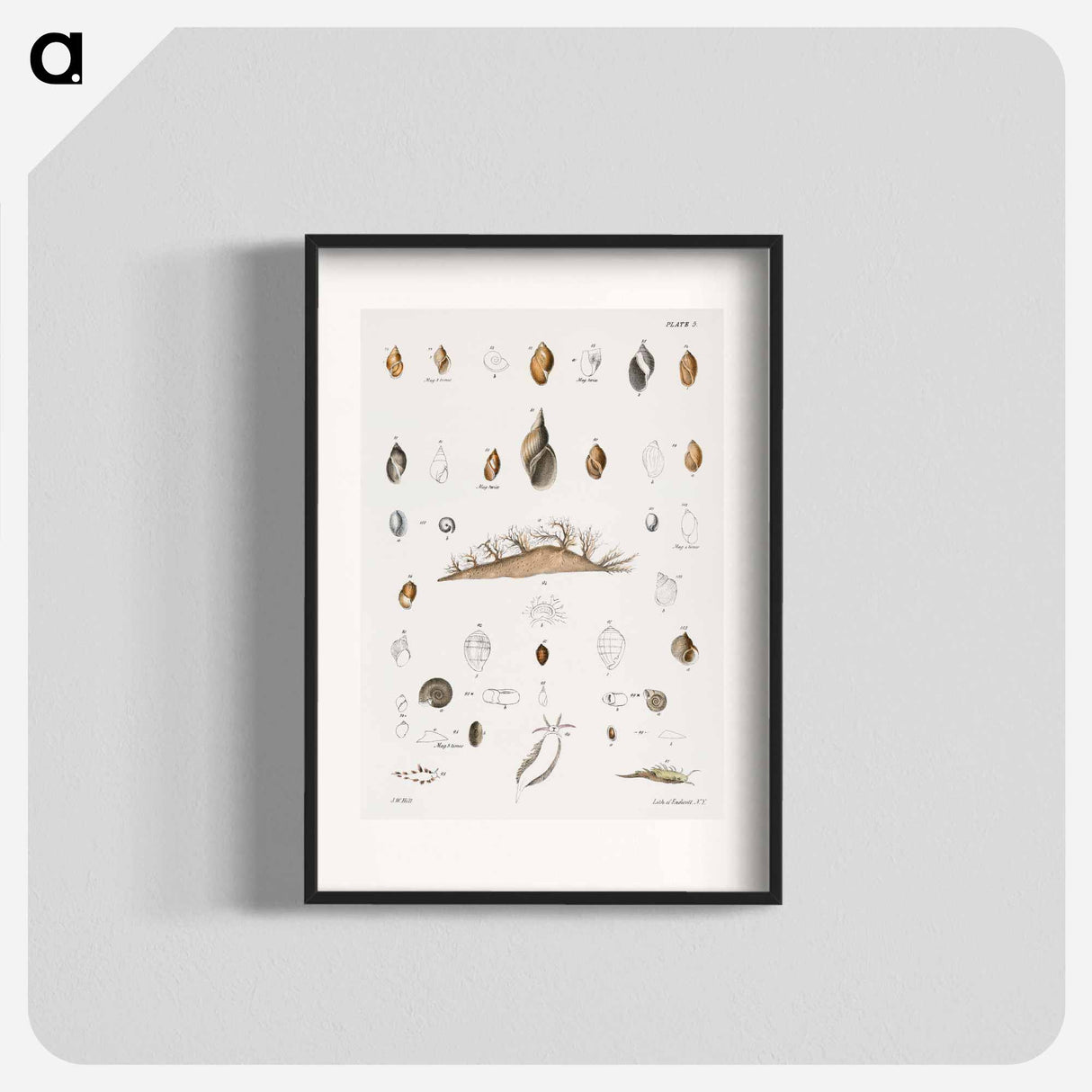 Different types of seashells illustration from Zoology of New York by James Ellsworth De Kay - ニューヨークの動物学 Poster.