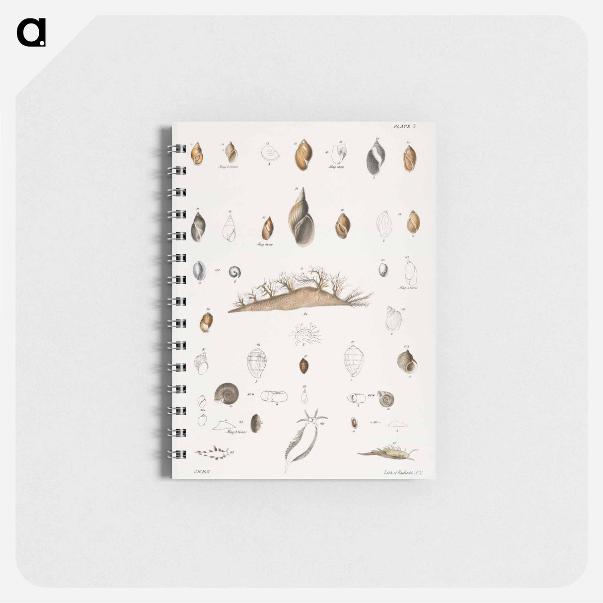 Different types of seashells illustration from Zoology of New York by James Ellsworth De Kay - ニューヨークの動物学 Memo.