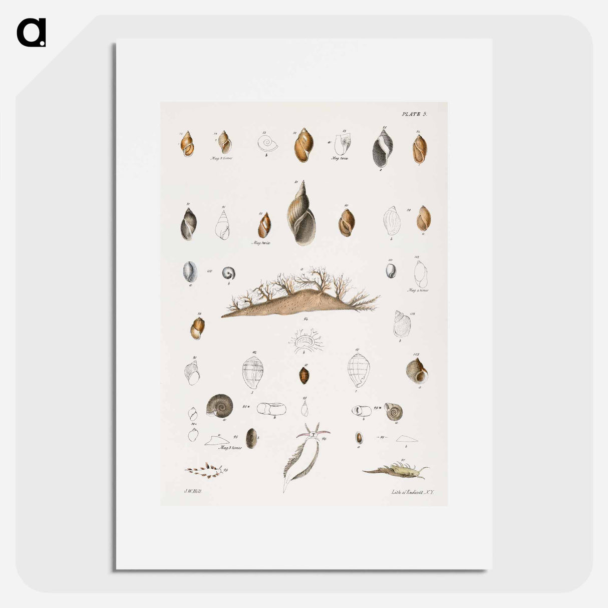 Different types of seashells illustration from Zoology of New York by James Ellsworth De Kay - ニューヨークの動物学 Poster.