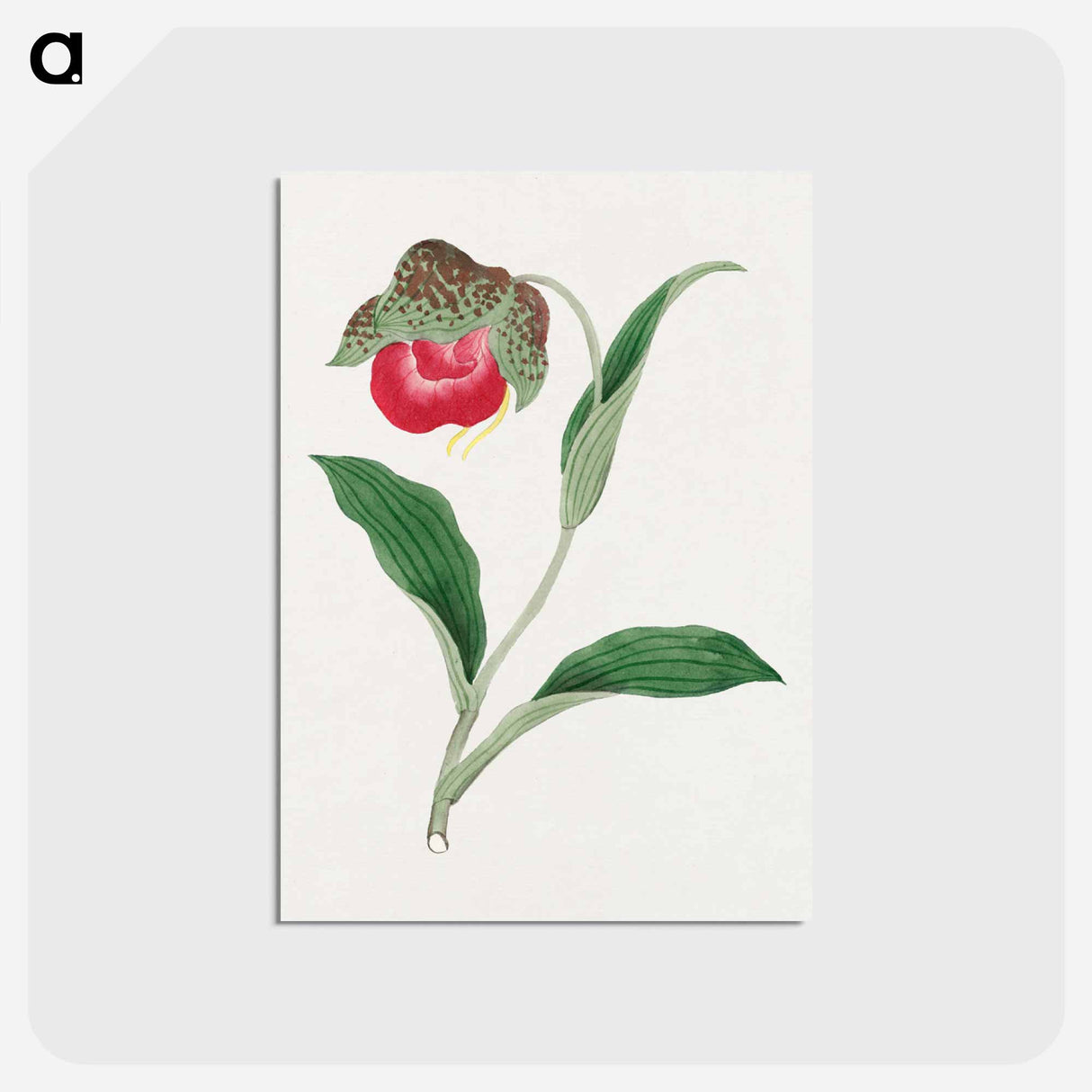 Atsumori - 19世紀の日本の花 Postcard.