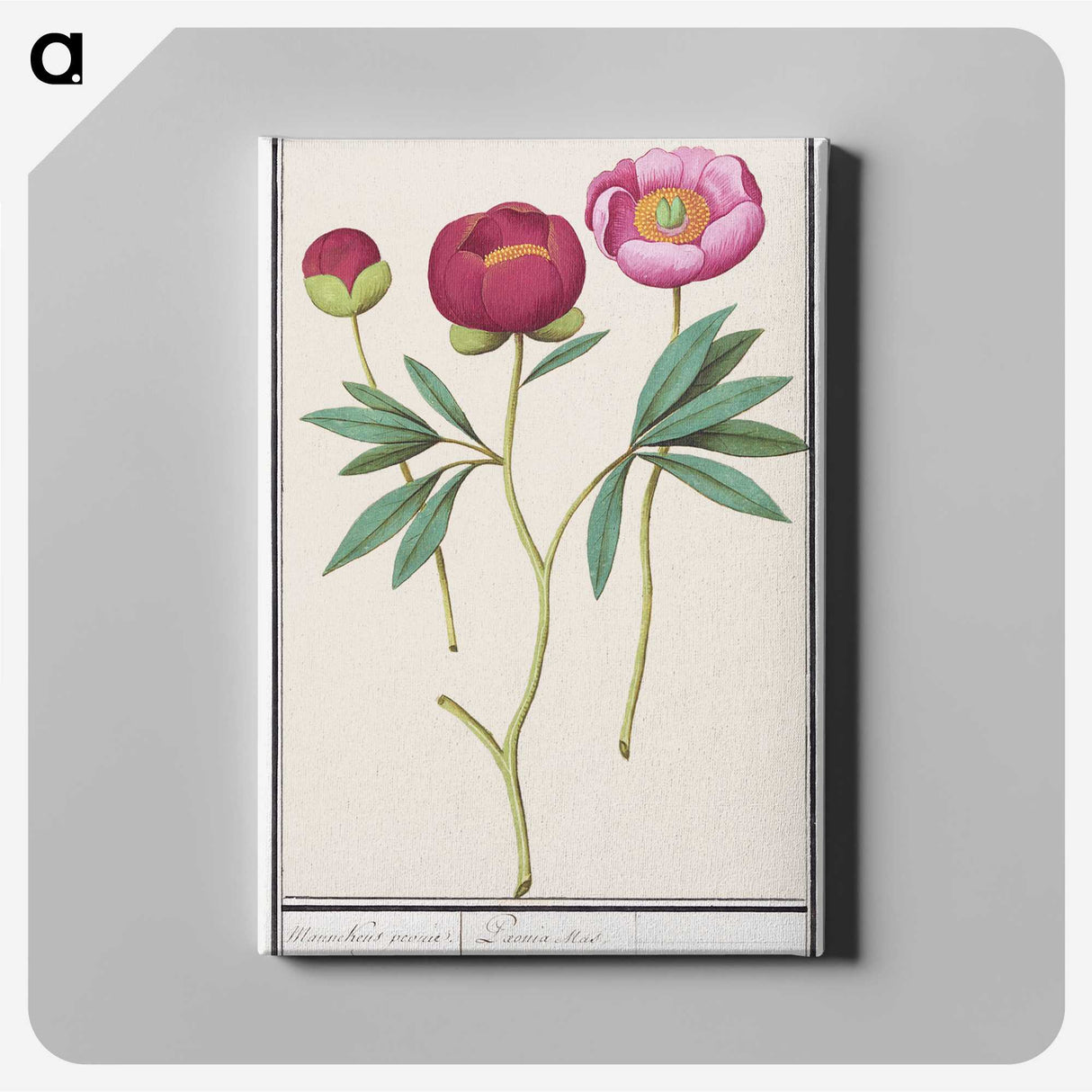 1-6_Anselmus-Boetius-de-Boodt_canvas