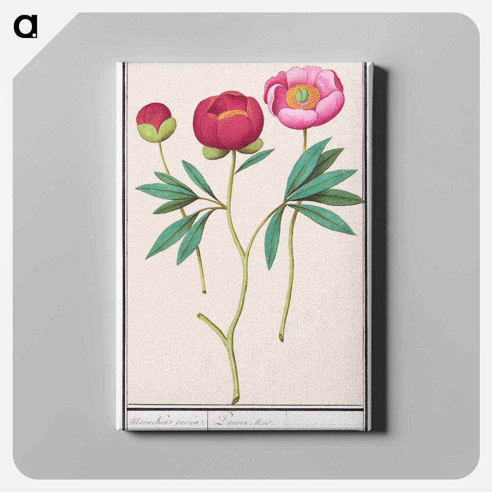 Peony - アンセルムス ボエティウス デ ブート Canvas.