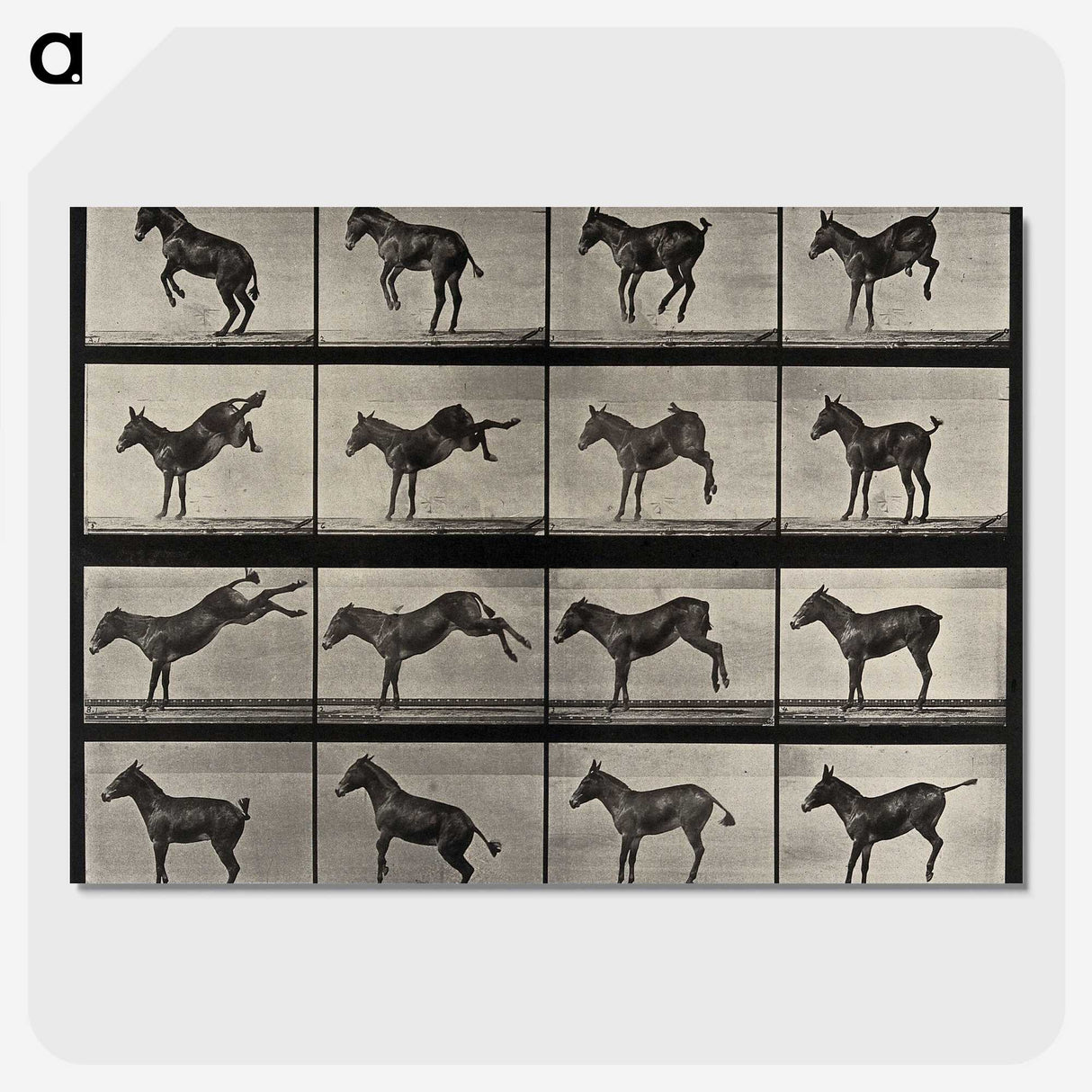 1-6_Eadweard-Muybridge_picture-crop