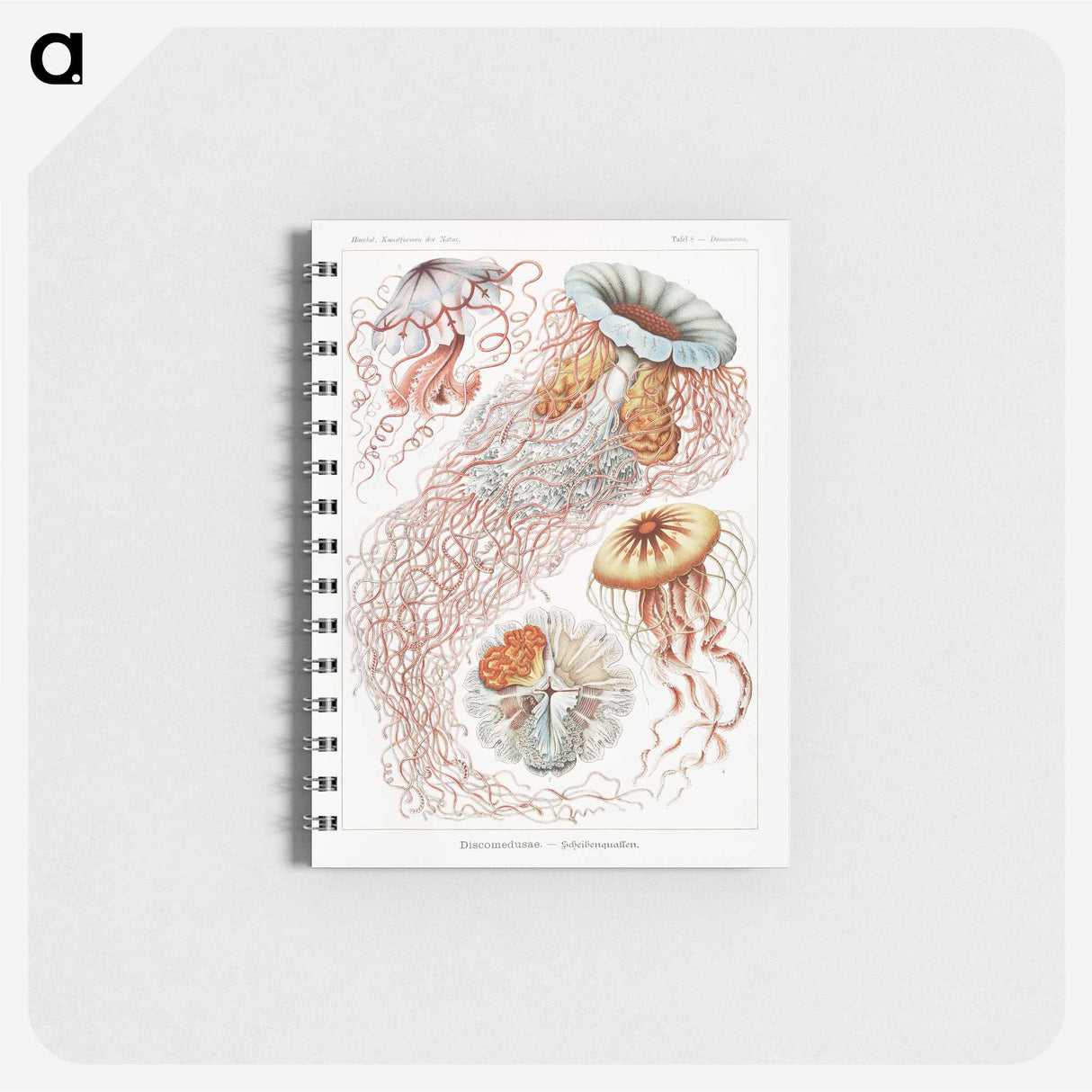 1-6_Ernst-Haeckel_memo