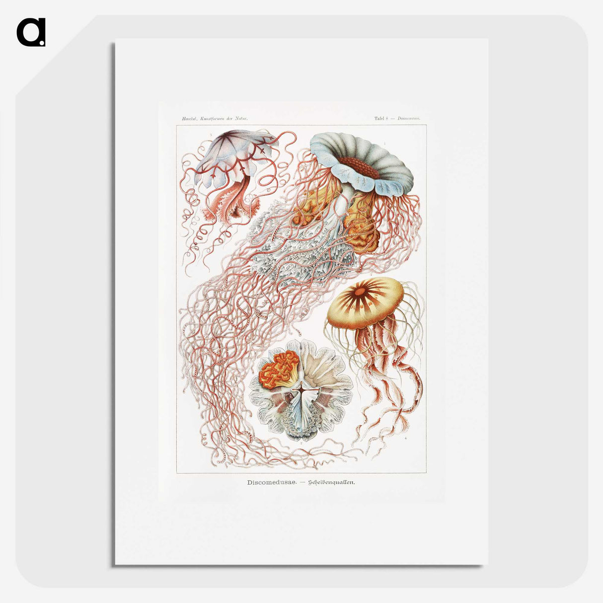 1-6_Ernst-Haeckel_picture
