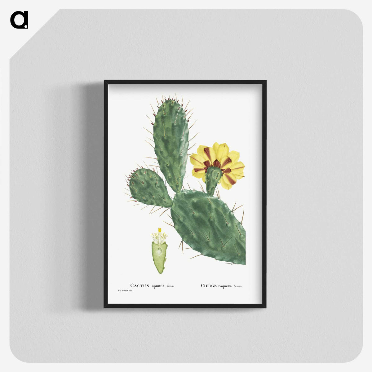 1-6_Histoire-des-Plantes-Grasses_blk-crop