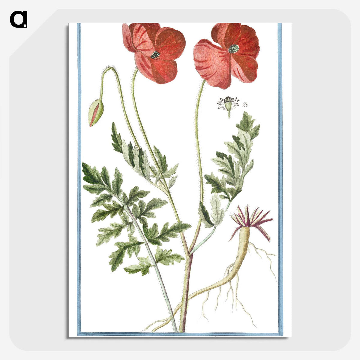 1-6_Hortus-Romanus-Botanical-Plates_picture-crop
