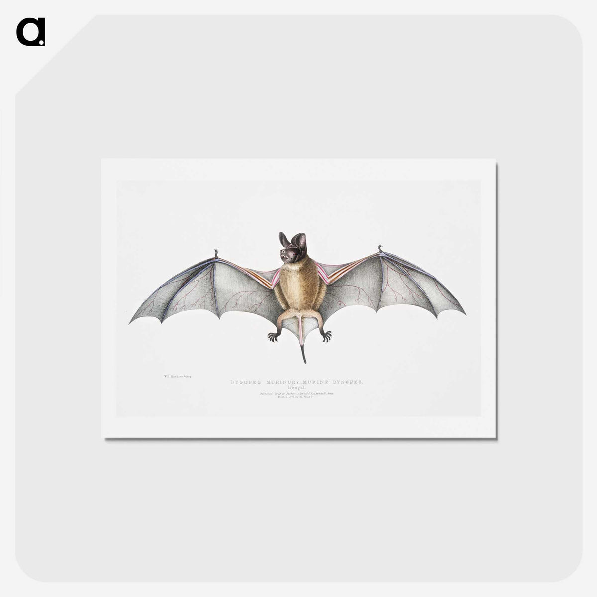 1-6_Indian-Zoology_hagaki