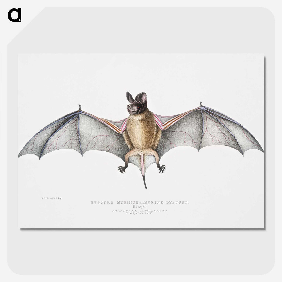 1-6_Indian-Zoology_picture-crop