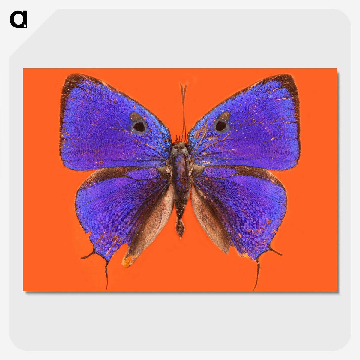 1-6_Insects-Unlocked-Project_picture-crop
