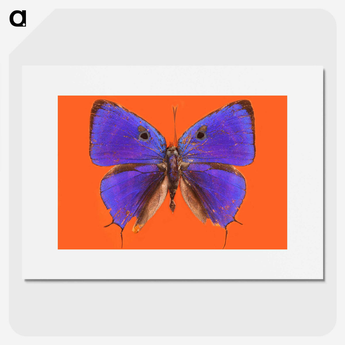 1-6_Insects-Unlocked-Project_picture