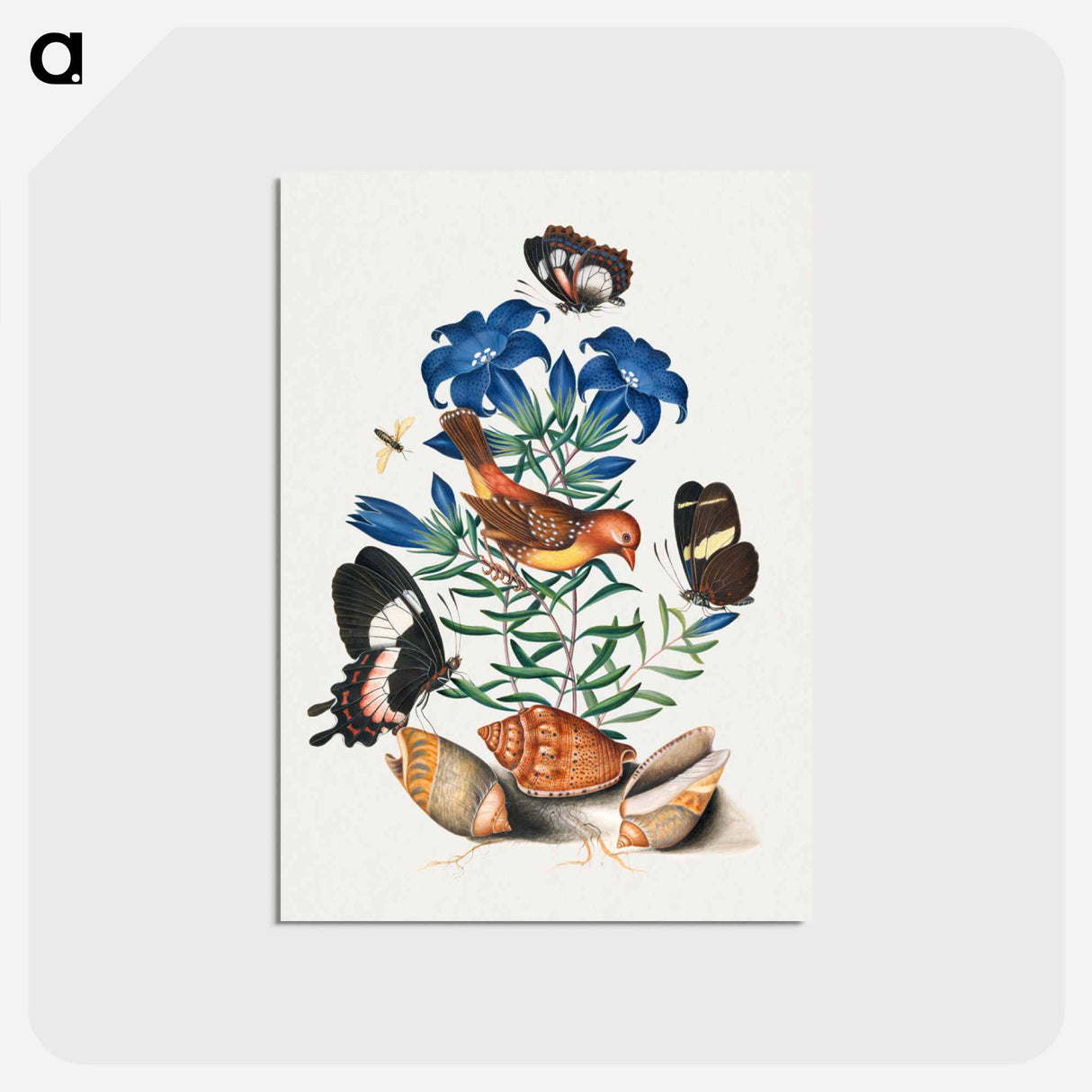 アートポストカード-Anna Blackburne's Natural History Cabinet
- ジェームズ ボルトン Postcard.