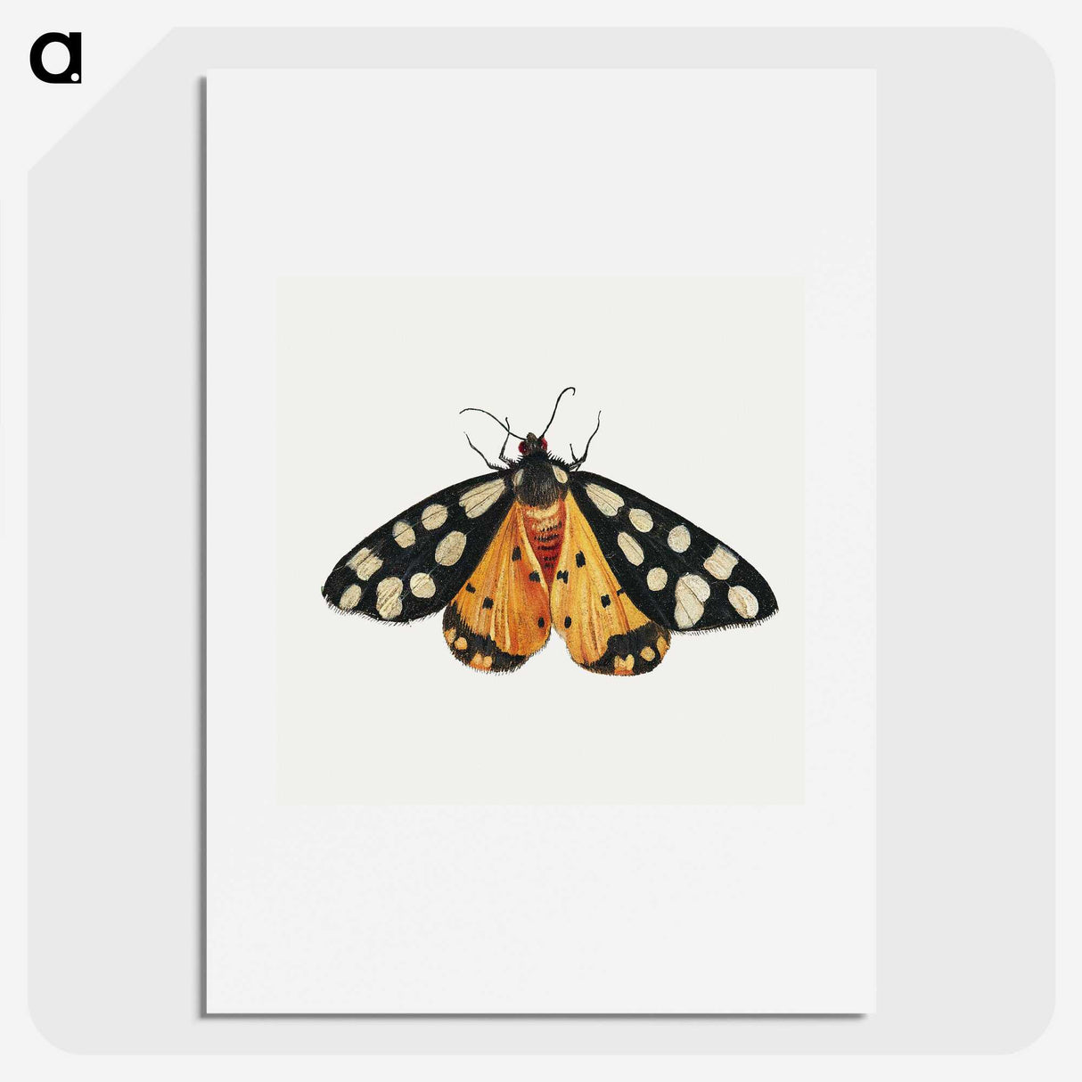1-6_Jan-Van-Kessel_picture