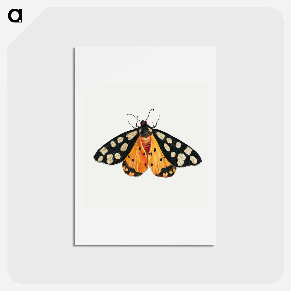 アートポストカード-Butterfly from Insects and Fruits
- ヤン ファン ケッセル Postcard.