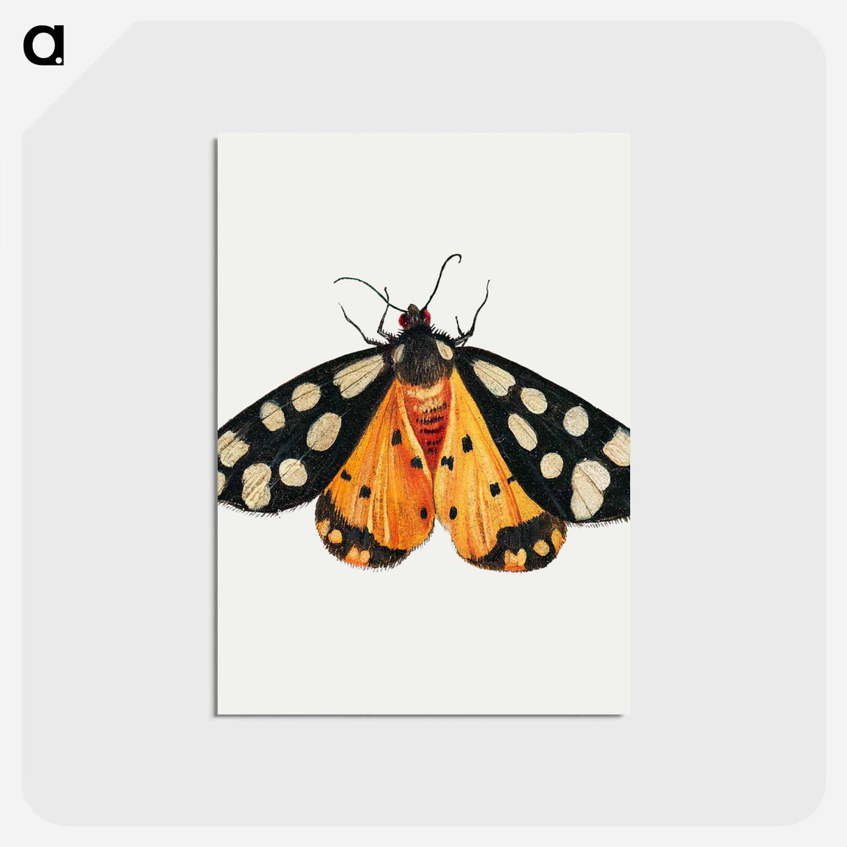 アートポストカード-Butterfly from Insects and Fruits
- ヤン ファン ケッセル Postcard.