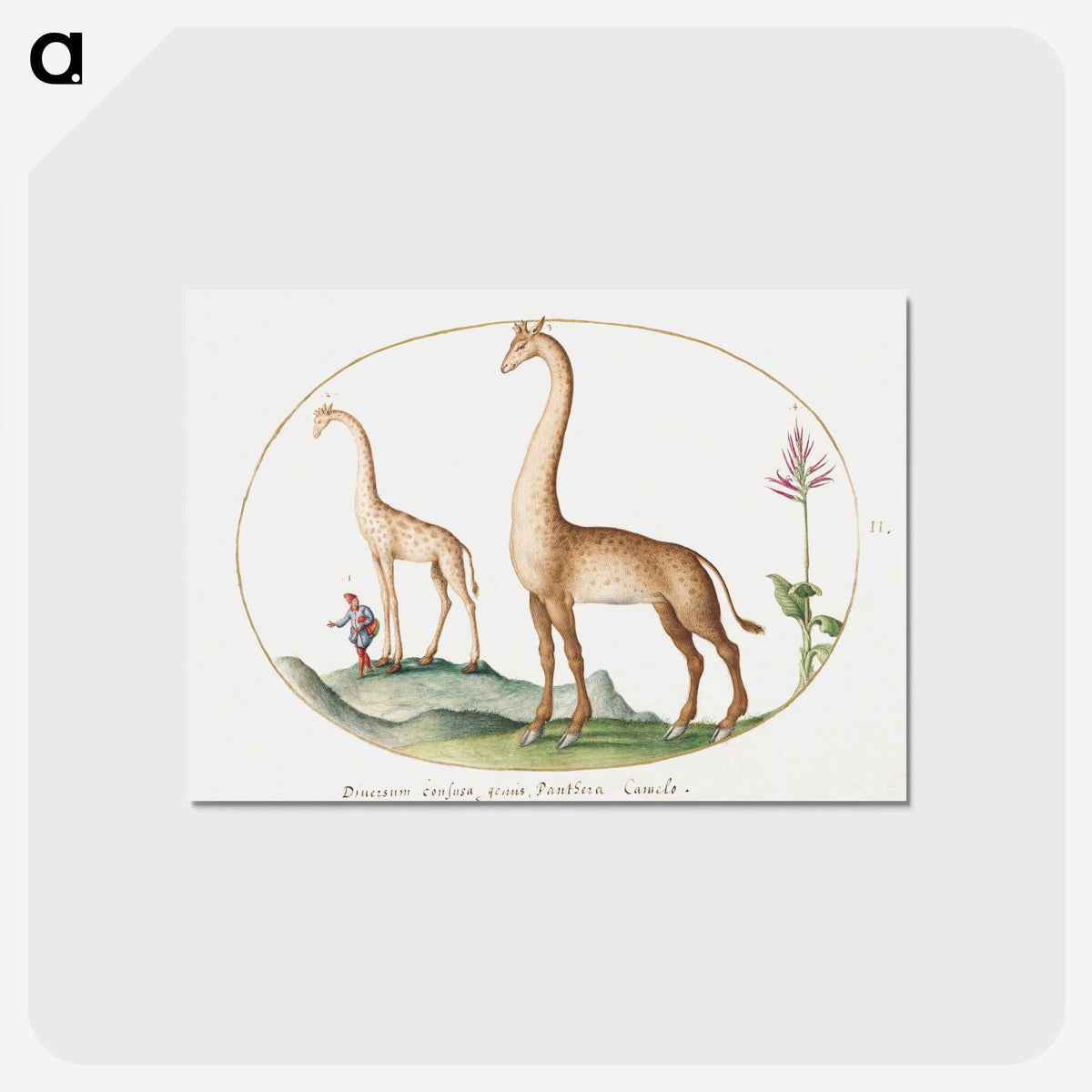 1-6_Joris-Hoefnagel_postcard