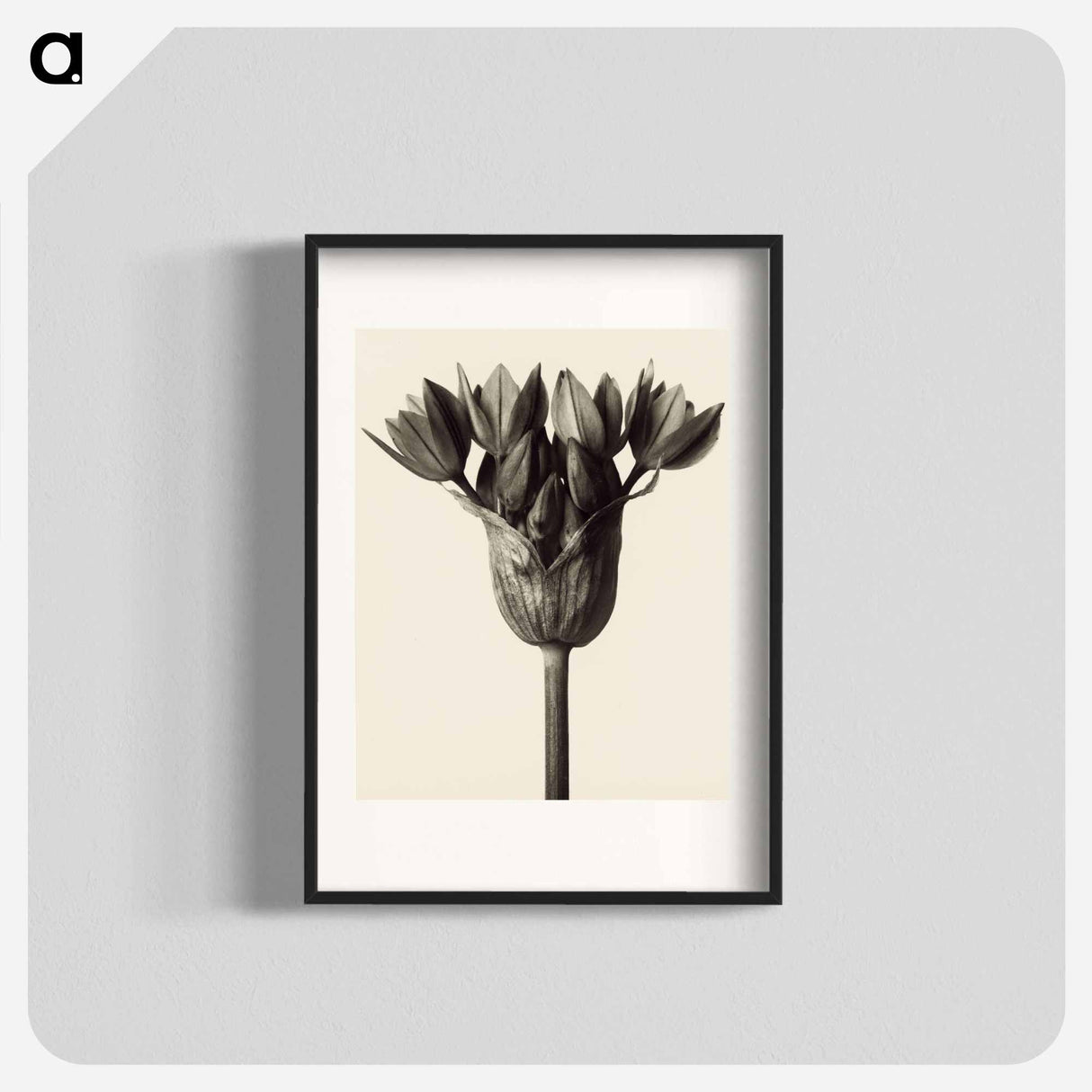 アートポスター-Allium ostrowskianum, Knoblauchpflanze - カール ブロスフェルト Poster.
