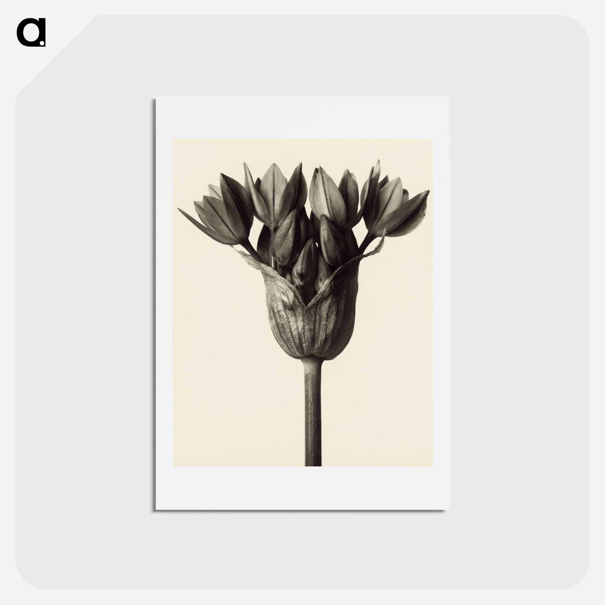 アートポストカード-Allium ostrowskianum, Knoblauchpflanze - カール ブロスフェルト Postcard.