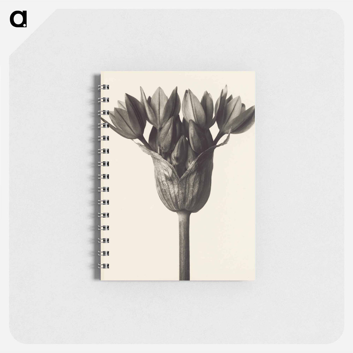 Allium ostrowskianum, Knoblauchpflanze - カール ブロスフェルト Memo.