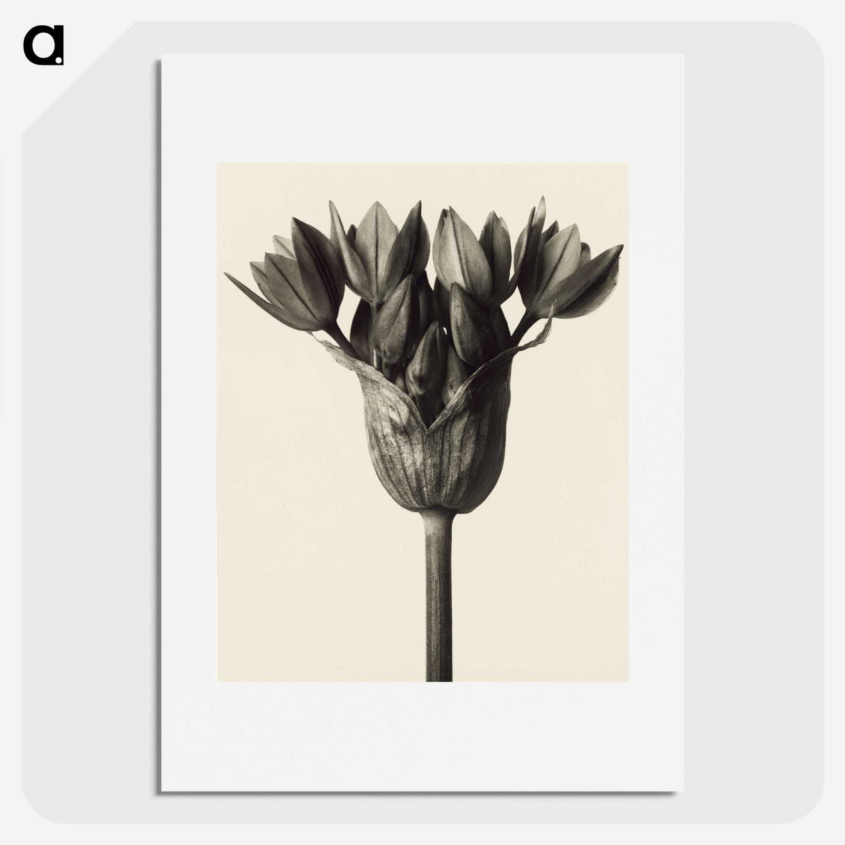 1-6_Karl-Blossfeldt_picture