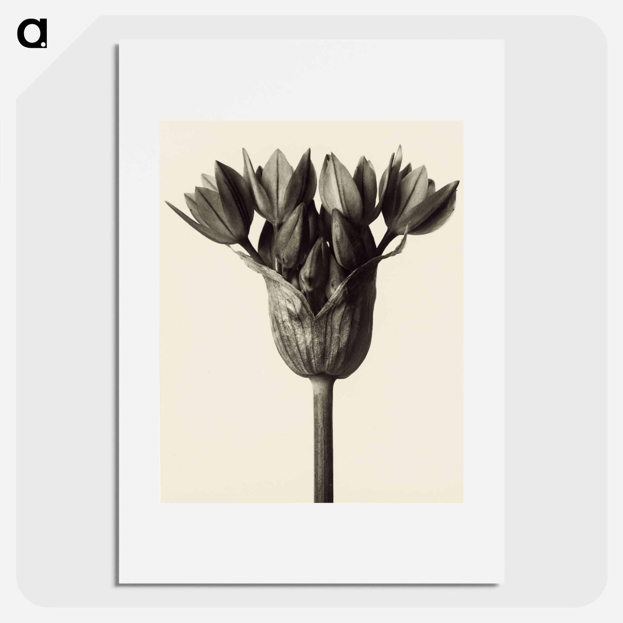アートポスター-Allium ostrowskianum, Knoblauchpflanze - カール ブロスフェルト Poster.