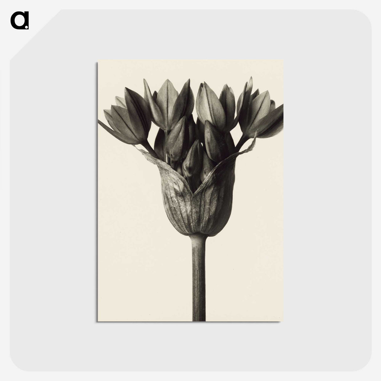 1-6_Karl-Blossfeldt_postcard