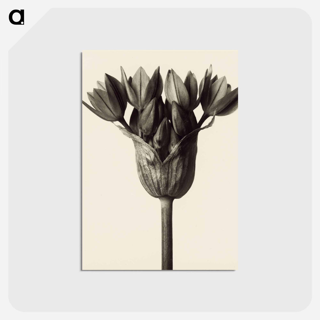 アートポストカード-Allium ostrowskianum, Knoblauchpflanze - カール ブロスフェルト Postcard.