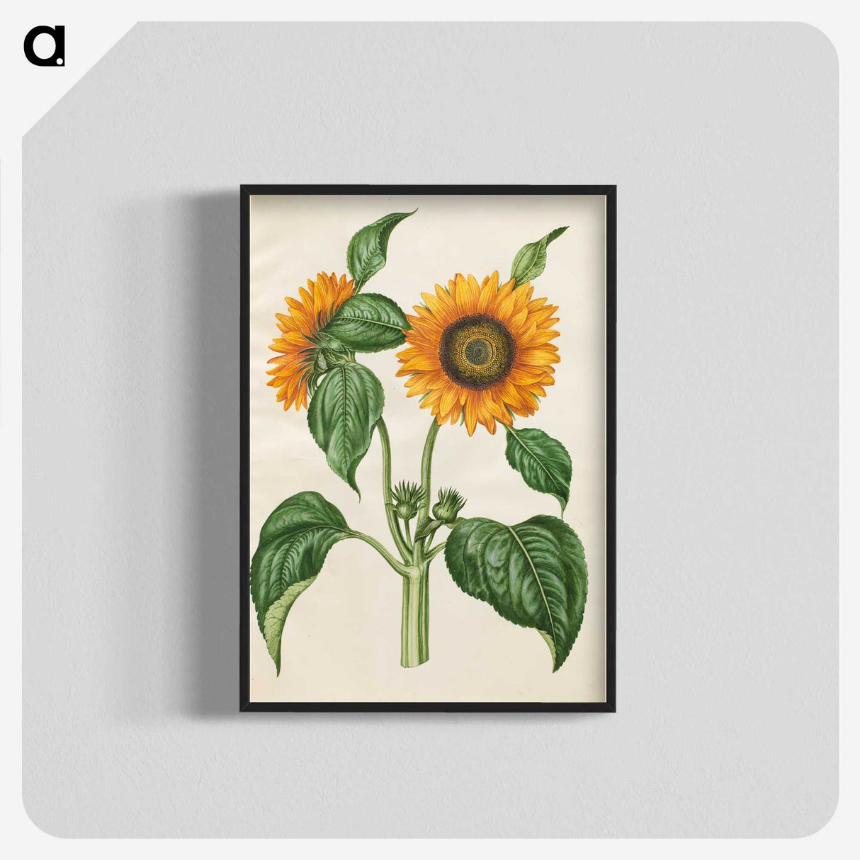 1-6_Maria-Sibylla-Merian_blk-crop