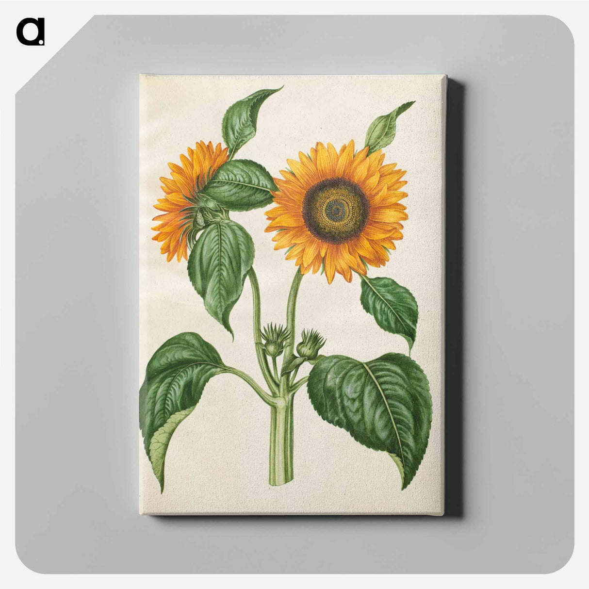 アートパネル-Helianthus annuus
- マリア ジビーラ メーリアン Canvas.