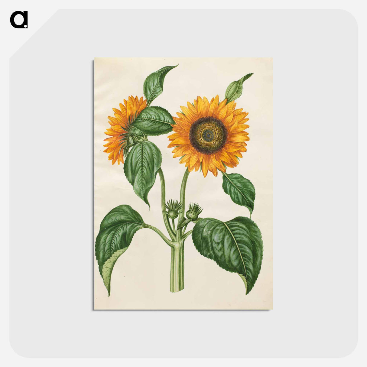 アートポストカード-Helianthus annuus
- マリア ジビーラ メーリアン Postcard.