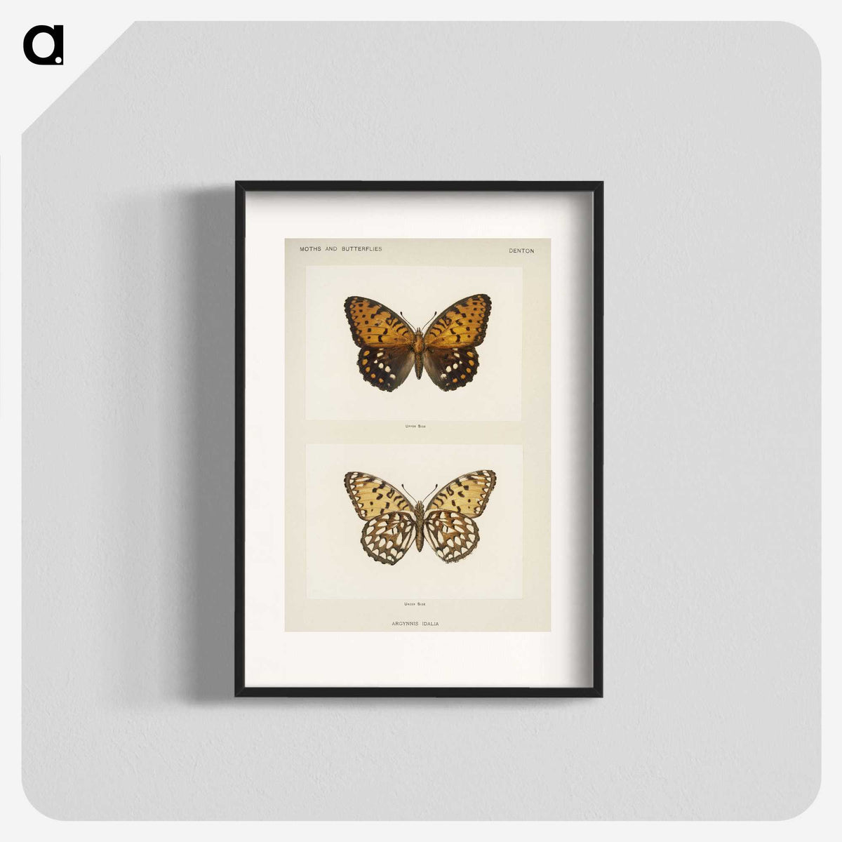 1-6_Moths-and-Butterflies-of-the-United-States_blk