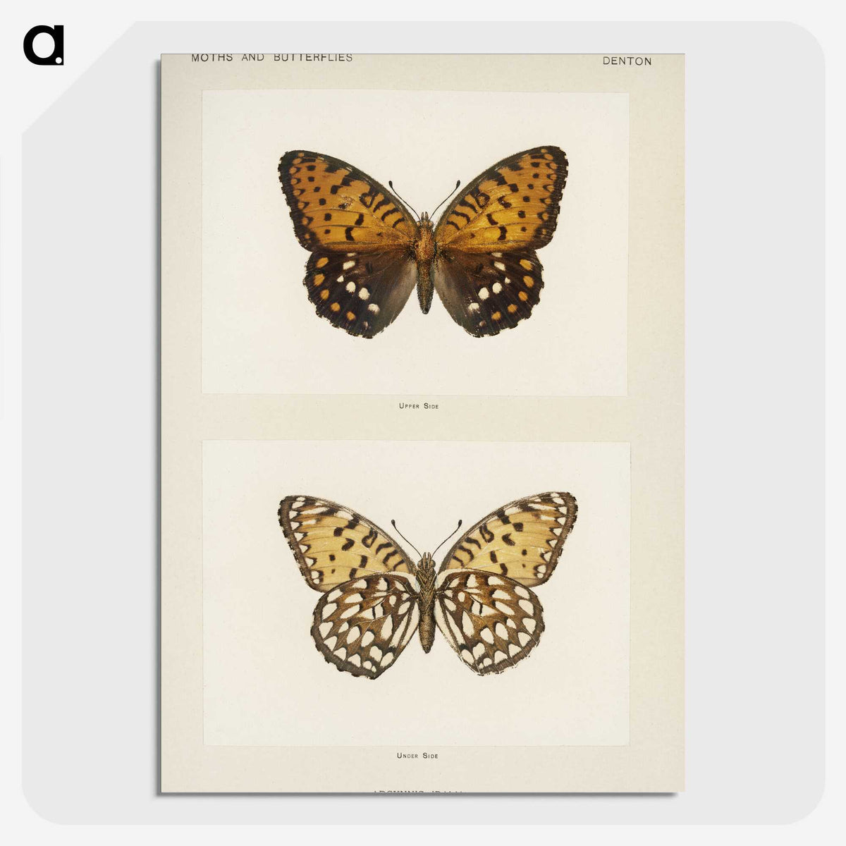 1-6_Moths-and-Butterflies-of-the-United-States_picture-crop
