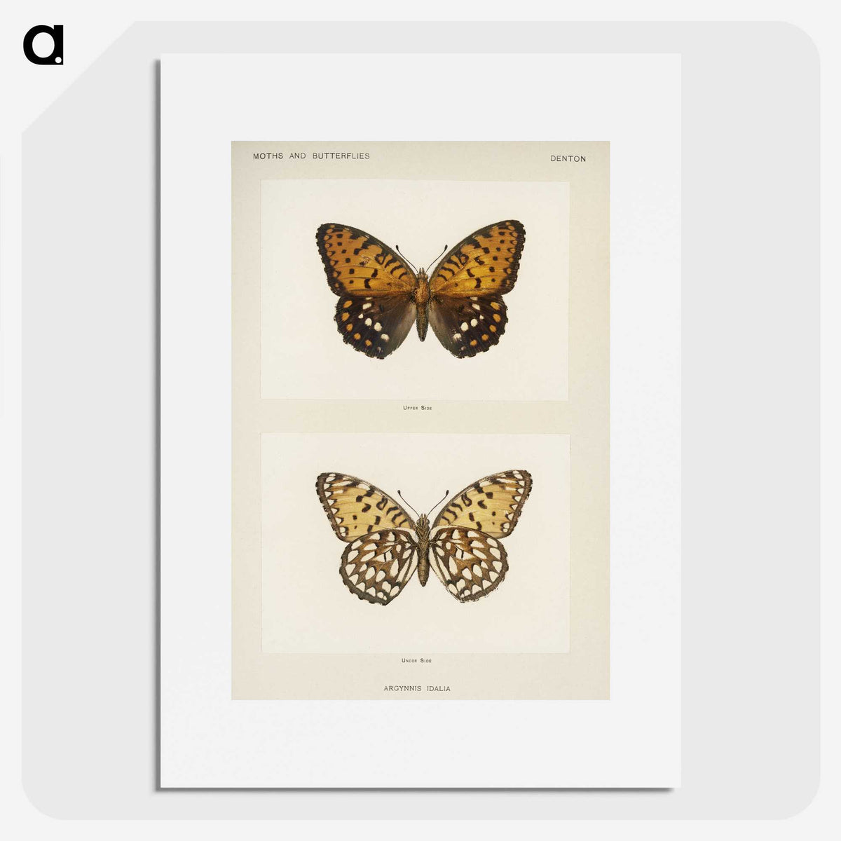 1-6_Moths-and-Butterflies-of-the-United-States_picture