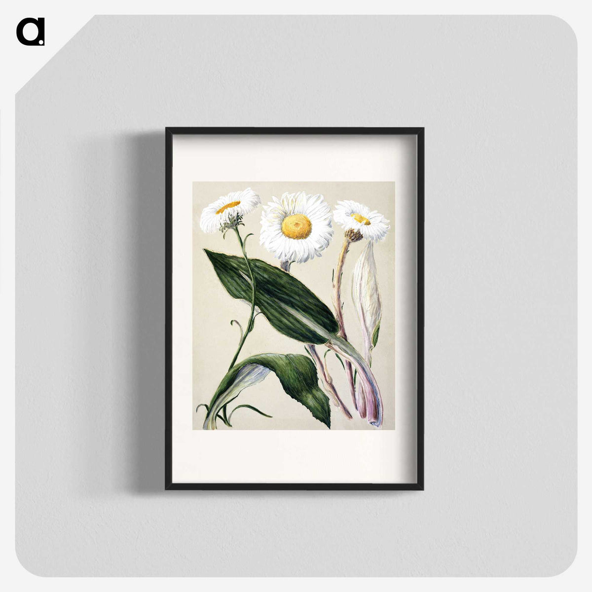 1-6_Native-Flowering-Plants-of-New-Zealand_blk