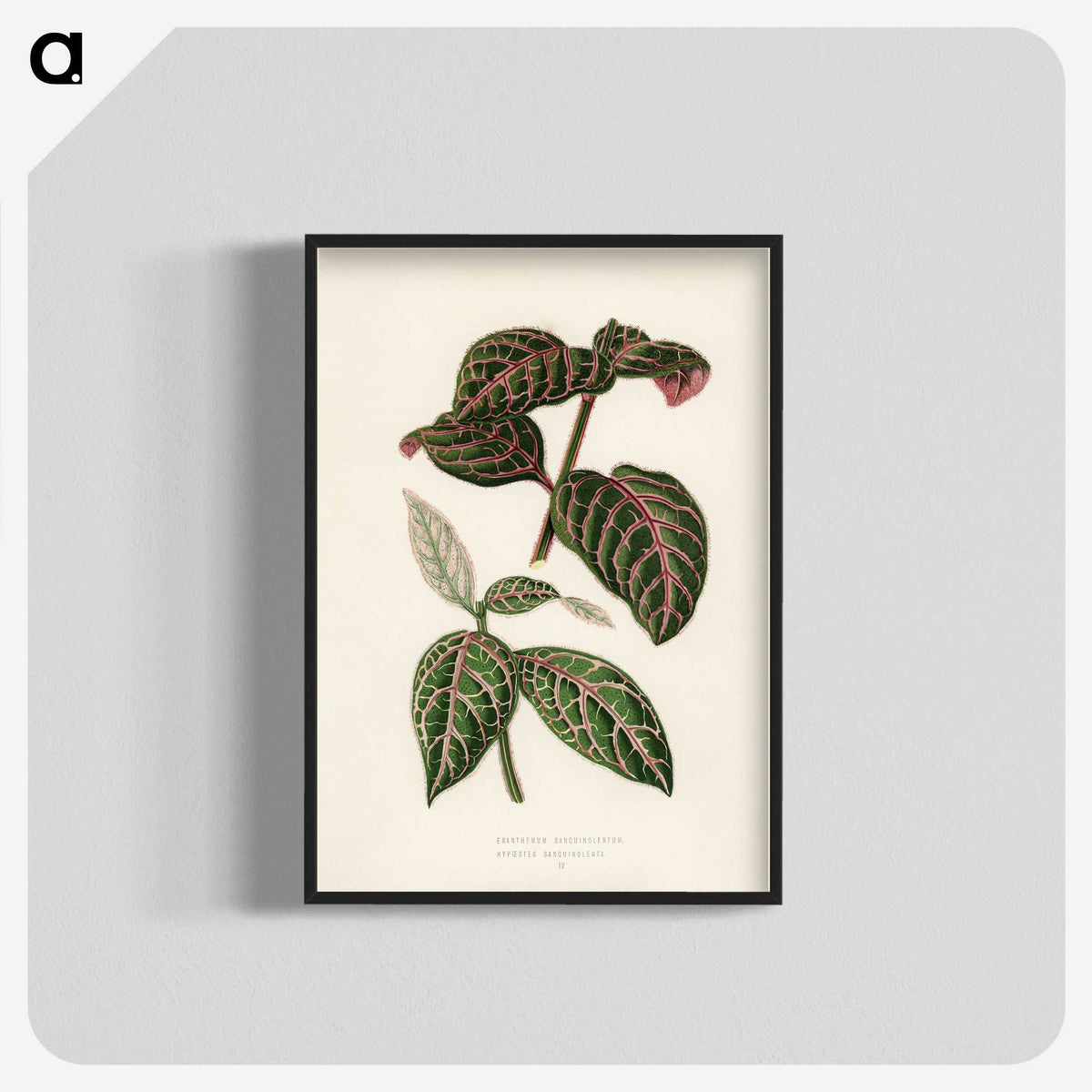 1-6_New-and-Rare-Beautiful-Leaved-Plants_blk-crop