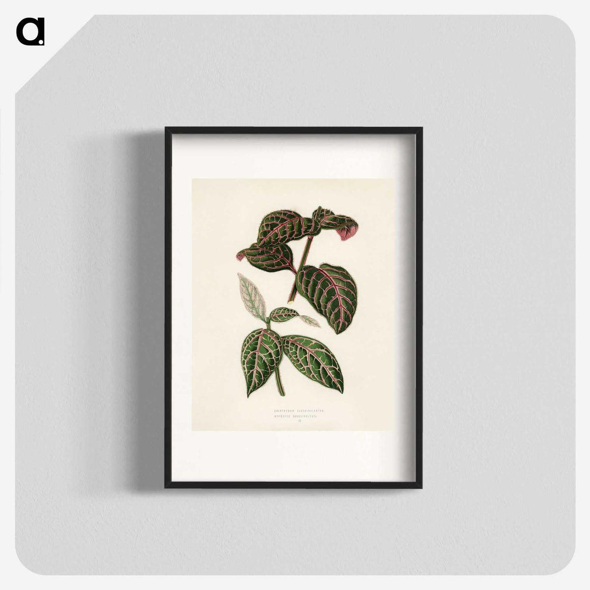 1-6_New-and-Rare-Beautiful-Leaved-Plants_blk