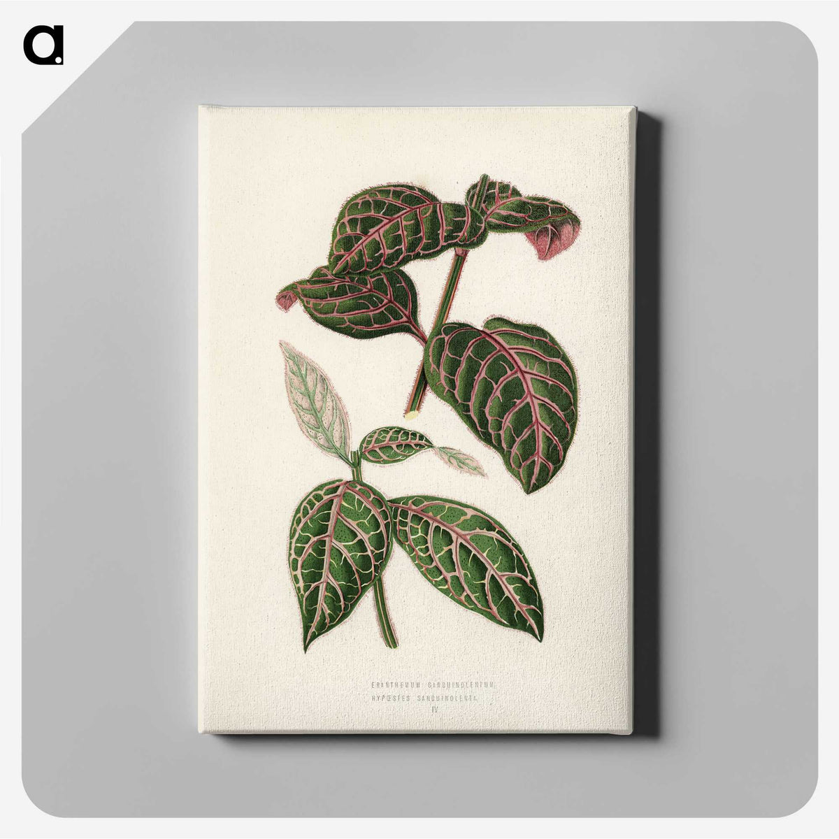 1-6_New-and-Rare-Beautiful-Leaved-Plants_canvas